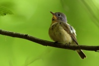 Lejsek maly - Ficedula parva - Red-breasted Flycatcher 2191